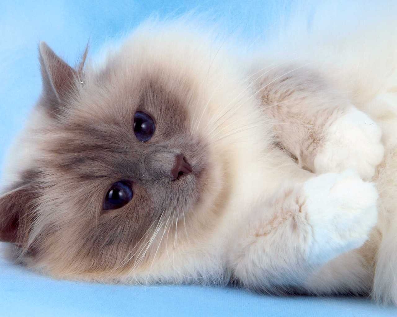 Fluffy Birman Cat for 1280 x 1024 resolution