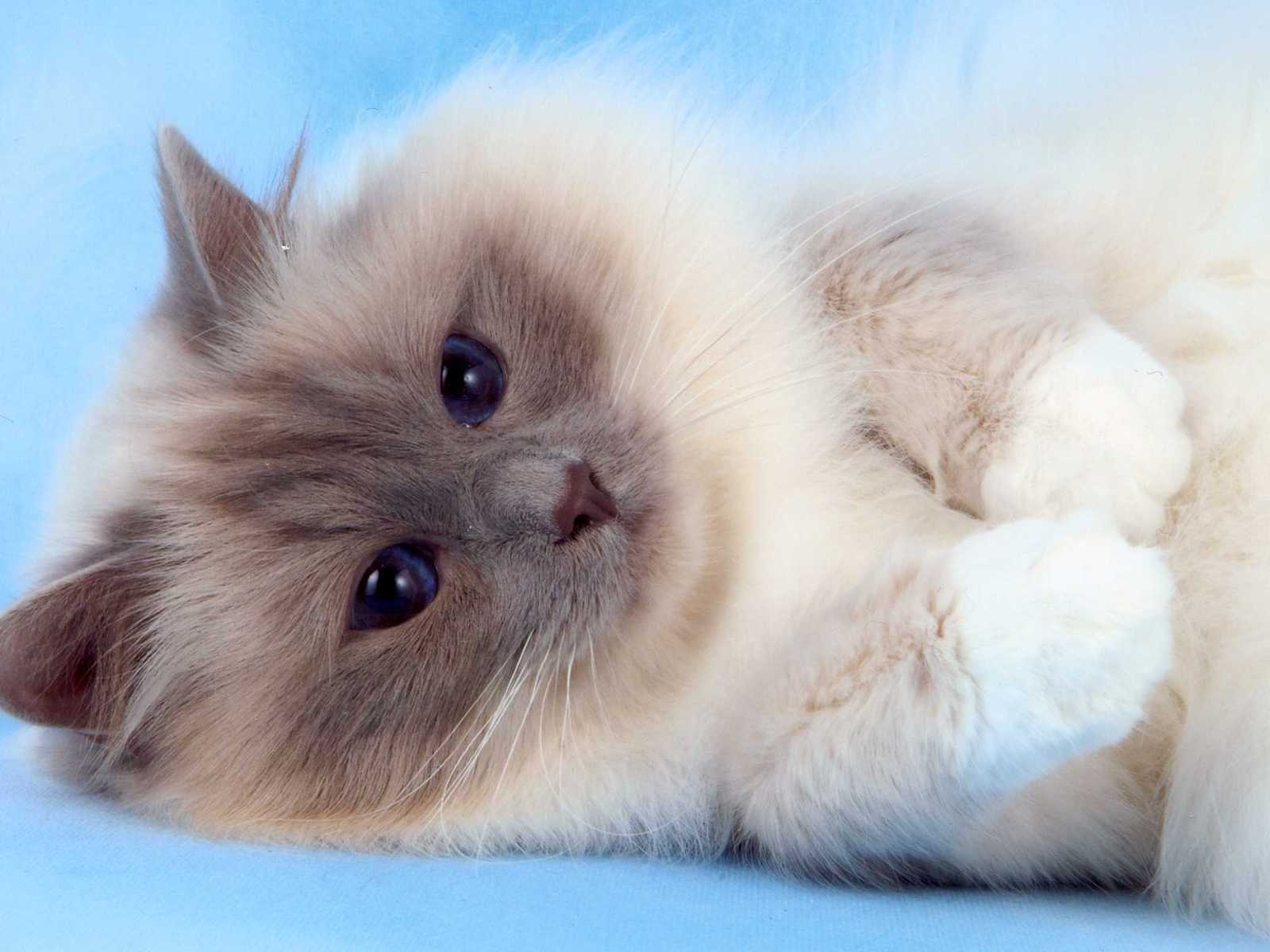 Fluffy Birman Cat for 1600 x 1200 resolution