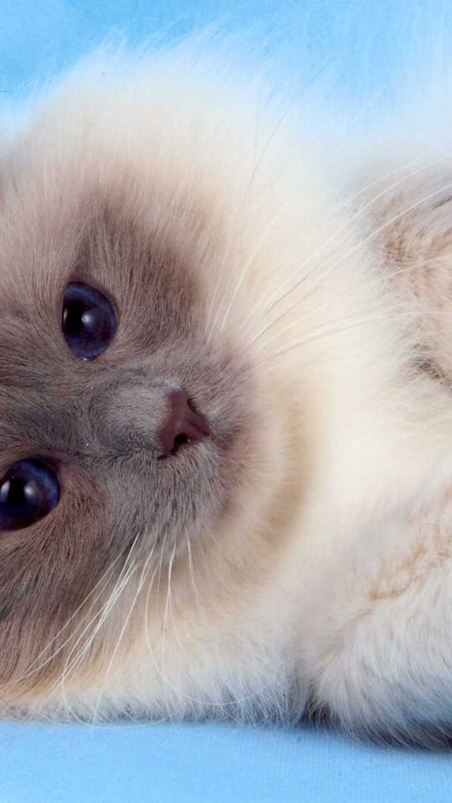 Fluffy Birman Cat for 640 x 1136 iPhone 5 resolution