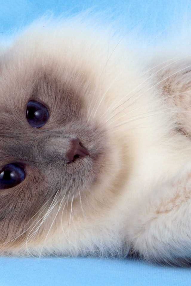 Fluffy Birman Cat for 640 x 960 iPhone 4 resolution