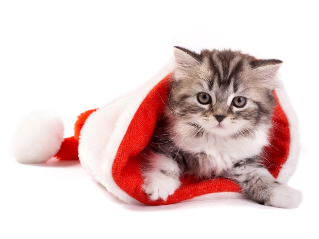 Fluffy cat in Santa hat for 1024 x 768 resolution