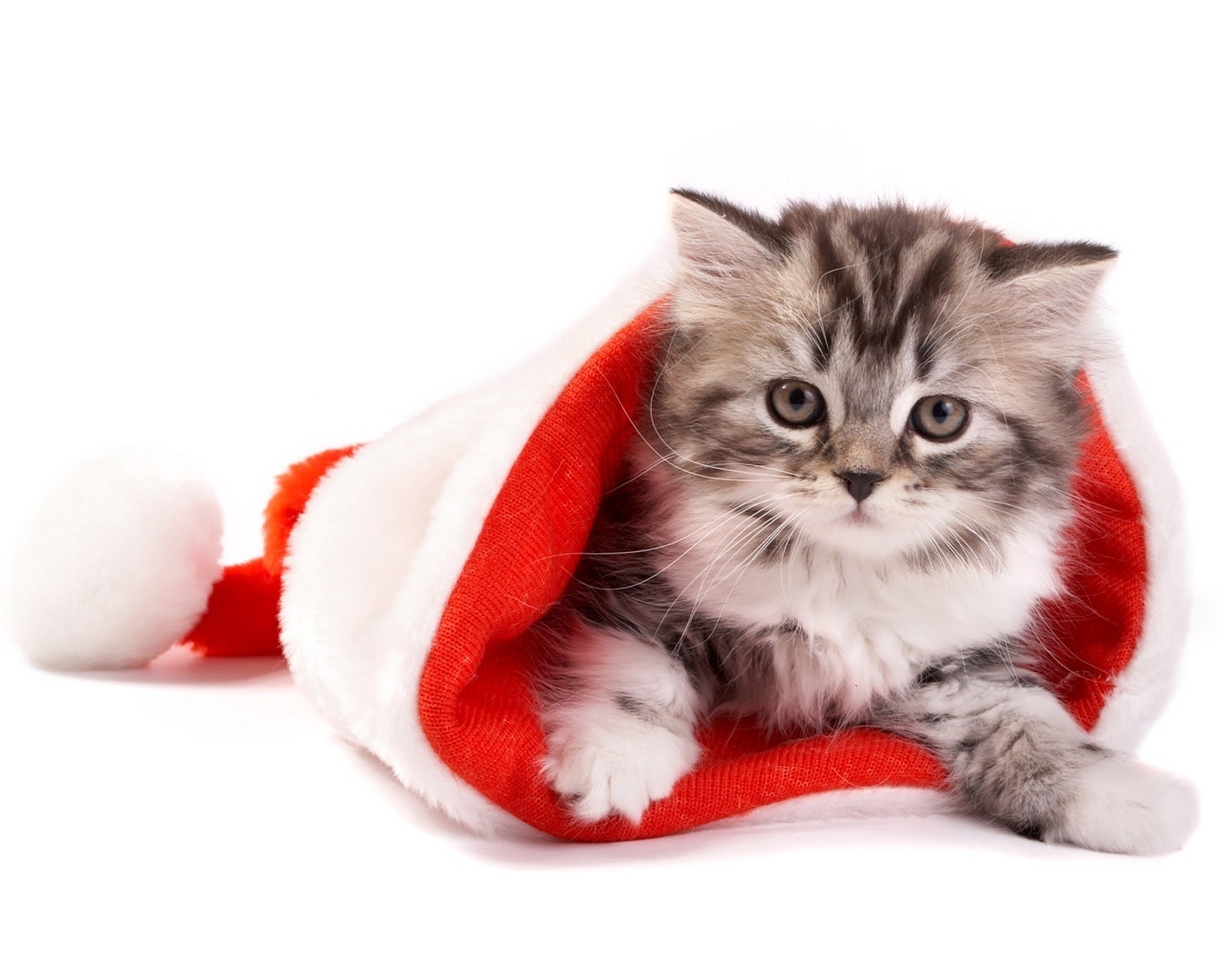 Fluffy cat in Santa hat for 1280 x 1024 resolution