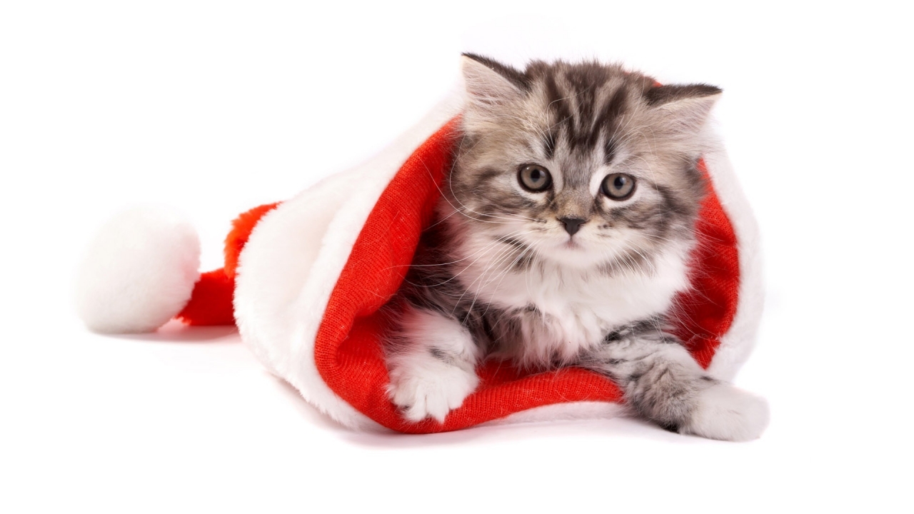 Fluffy cat in Santa hat for 1280 x 720 HDTV 720p resolution