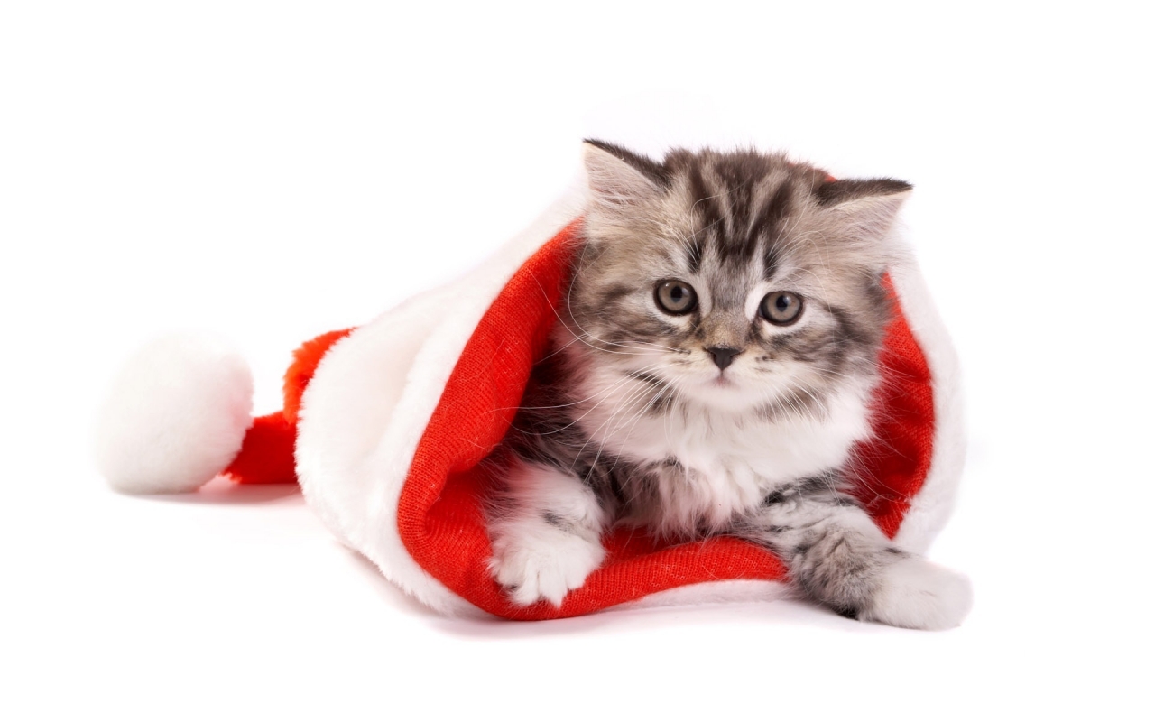 Fluffy cat in Santa hat for 1280 x 800 widescreen resolution