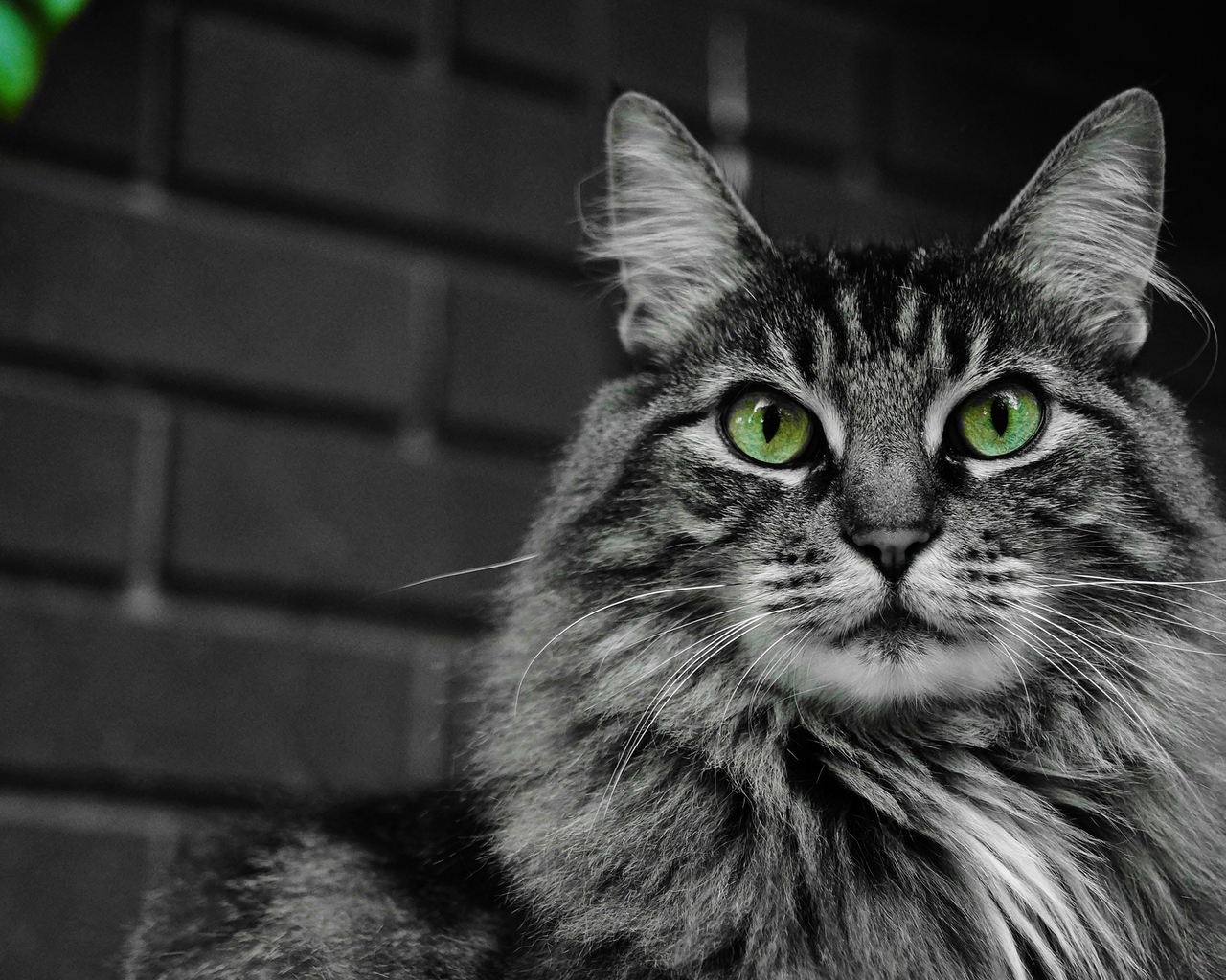 Fluffy Cat with Green Eyes for 1280 x 1024 resolution