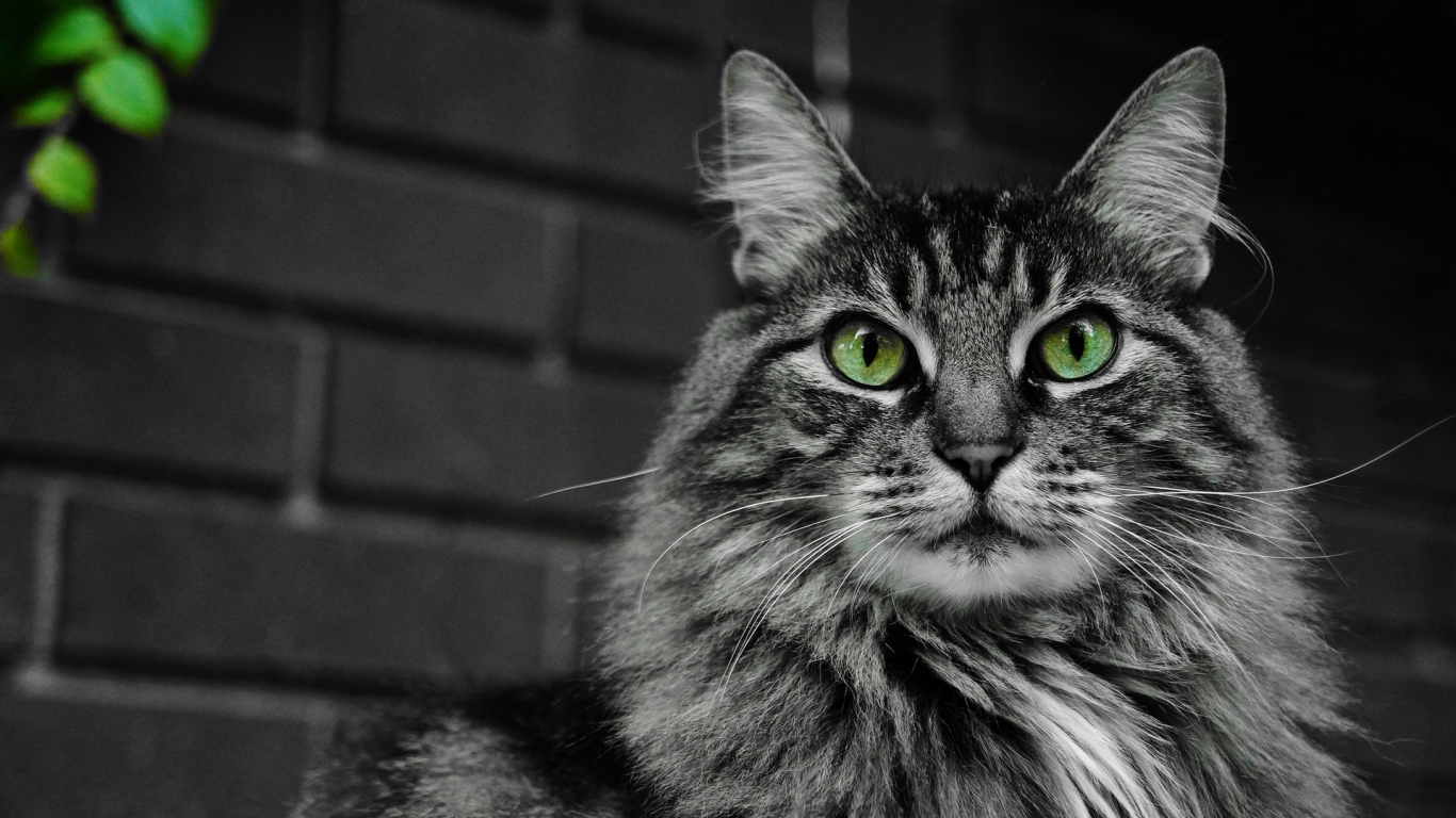Fluffy Cat with Green Eyes for 1366 x 768 HDTV resolution