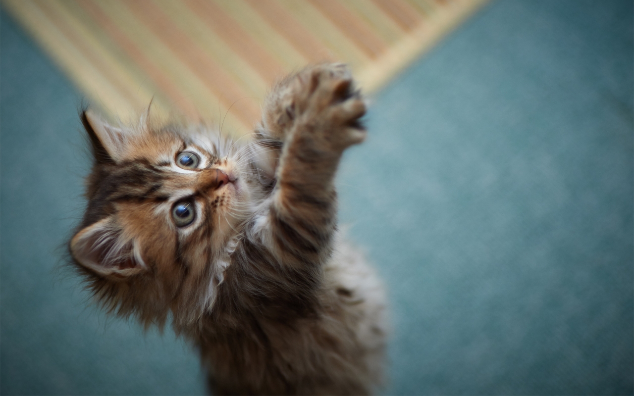 Fluffy Kitten for 1280 x 800 widescreen resolution
