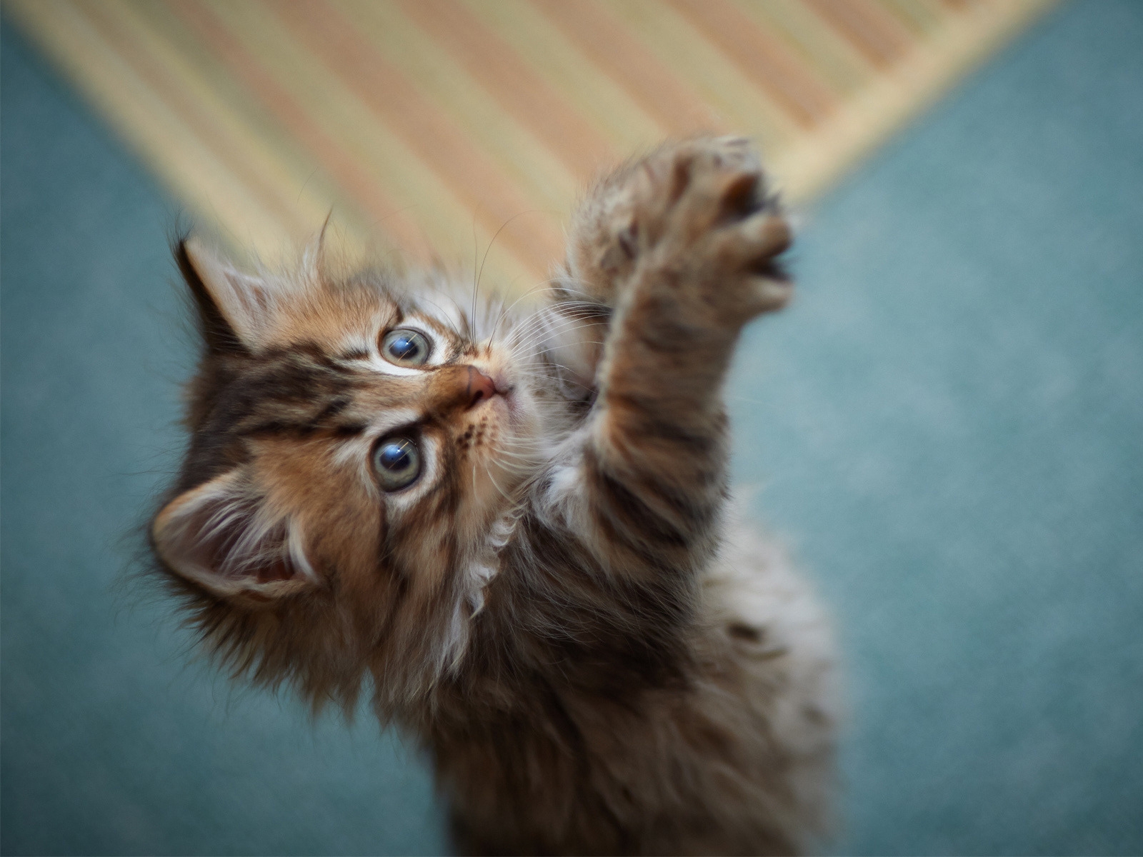 Fluffy Kitten for 1600 x 1200 resolution