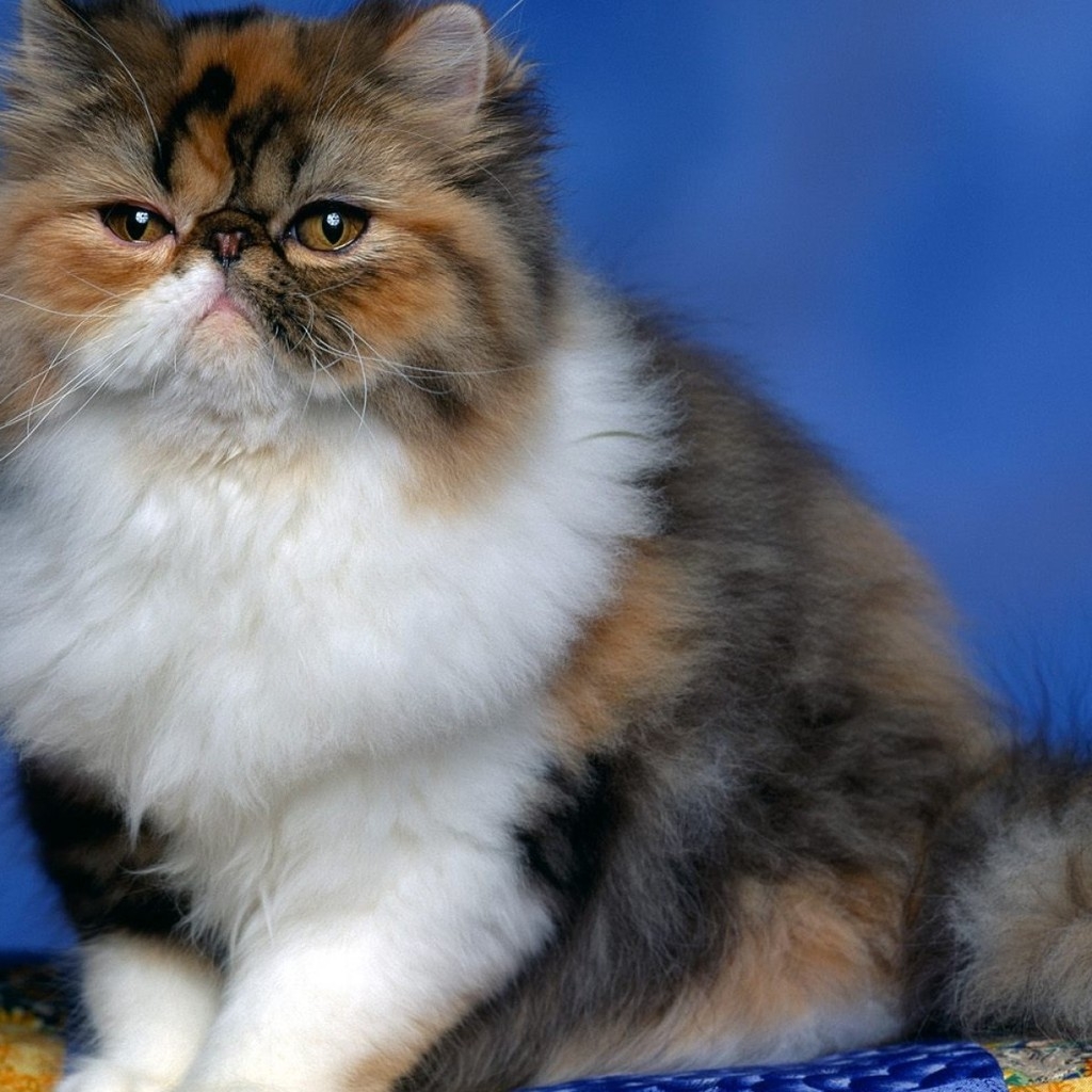 Fluffy Persian Cat for 1024 x 1024 iPad resolution
