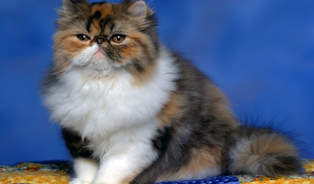 Fluffy Persian Cat for 1024 x 600 widescreen resolution