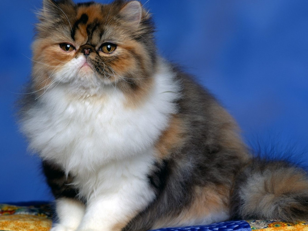 Fluffy Persian Cat for 1024 x 768 resolution