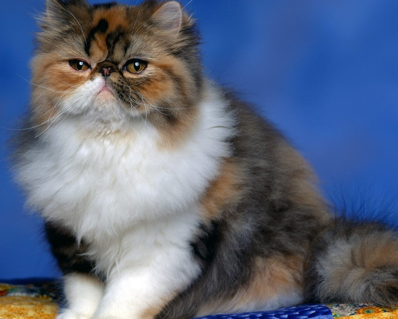 Fluffy Persian Cat for 1280 x 1024 resolution