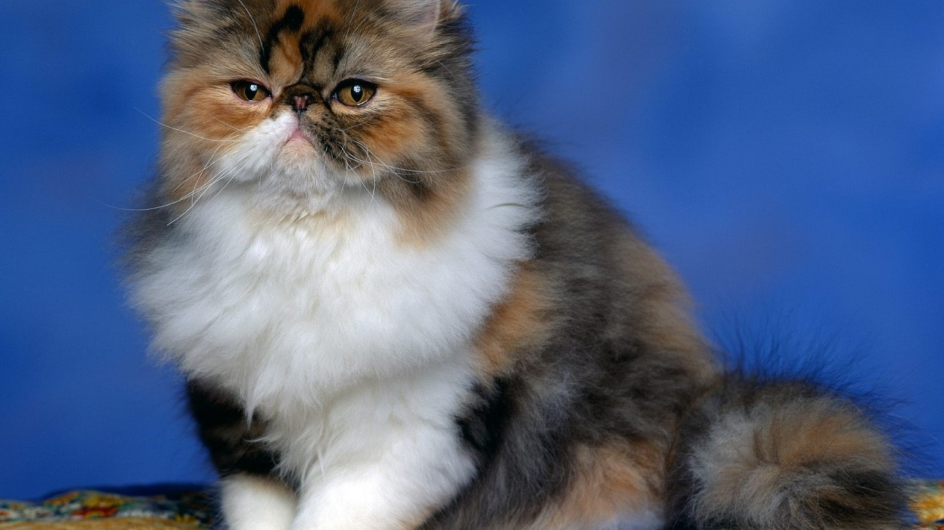 Fluffy Persian Cat for 1366 x 768 HDTV resolution