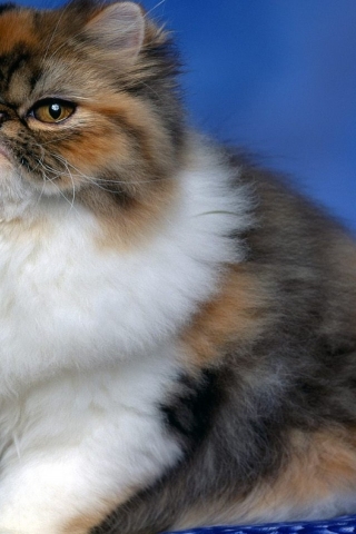 Fluffy Persian Cat for 320 x 480 iPhone resolution