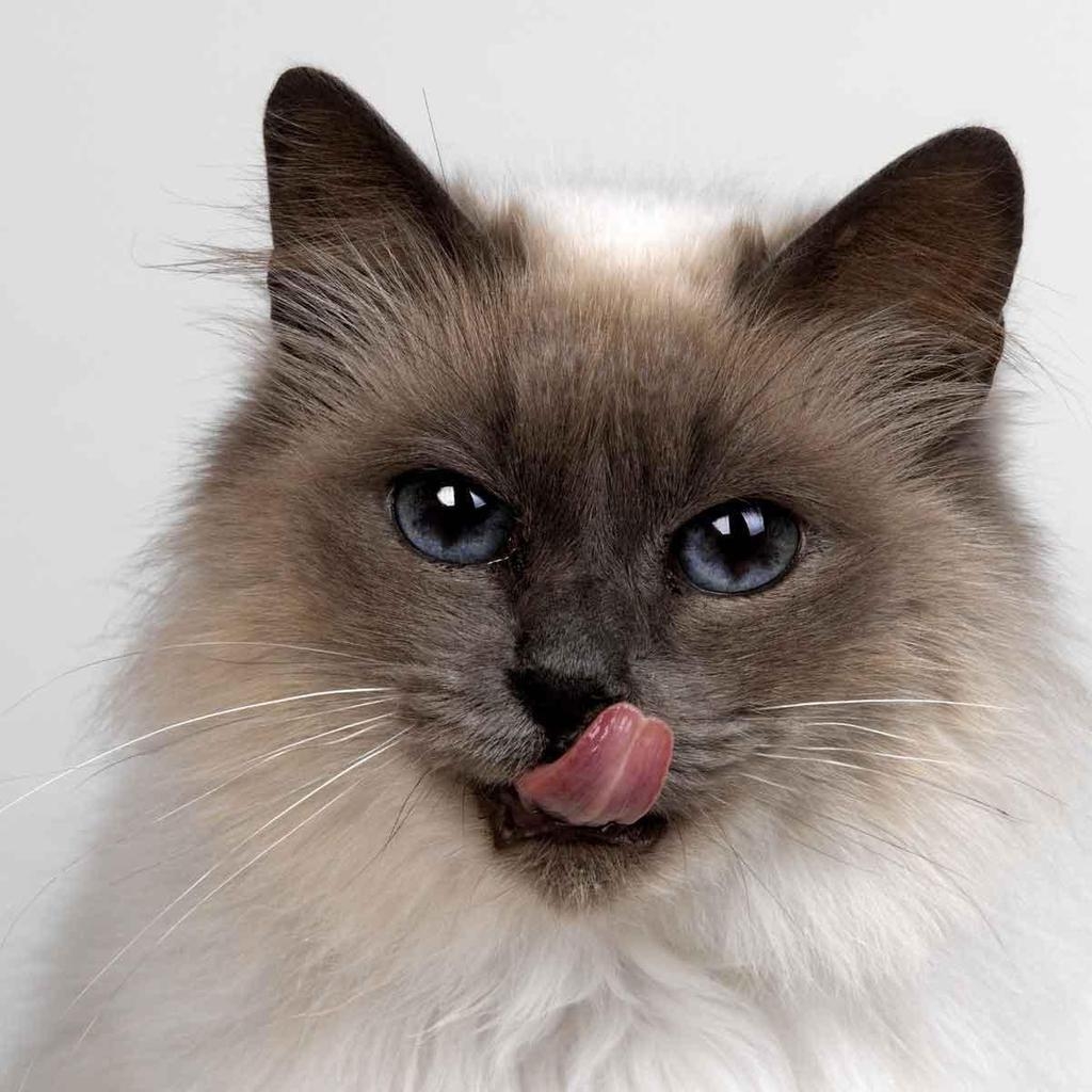 Fluffy Siamese Cat for 1024 x 1024 iPad resolution