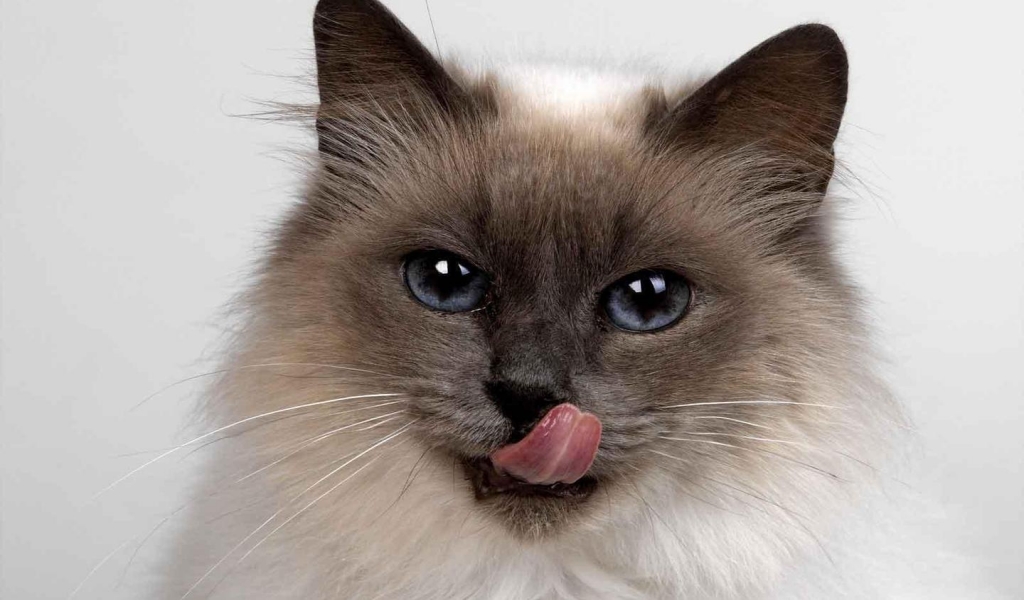 Fluffy Siamese Cat for 1024 x 600 widescreen resolution