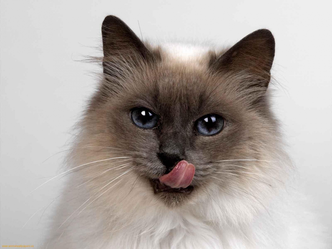 Fluffy Siamese Cat for 1152 x 864 resolution