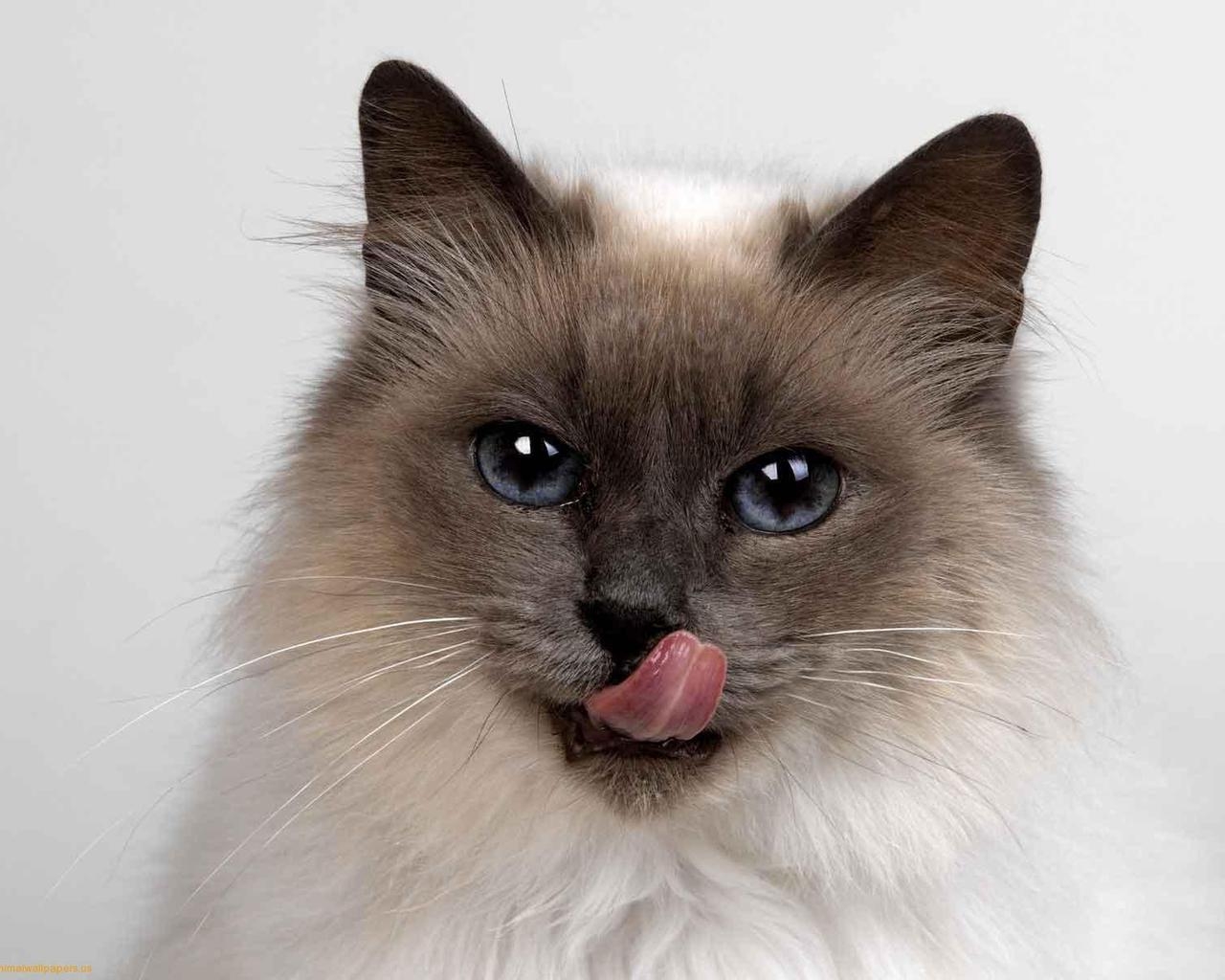 Fluffy Siamese Cat for 1280 x 1024 resolution
