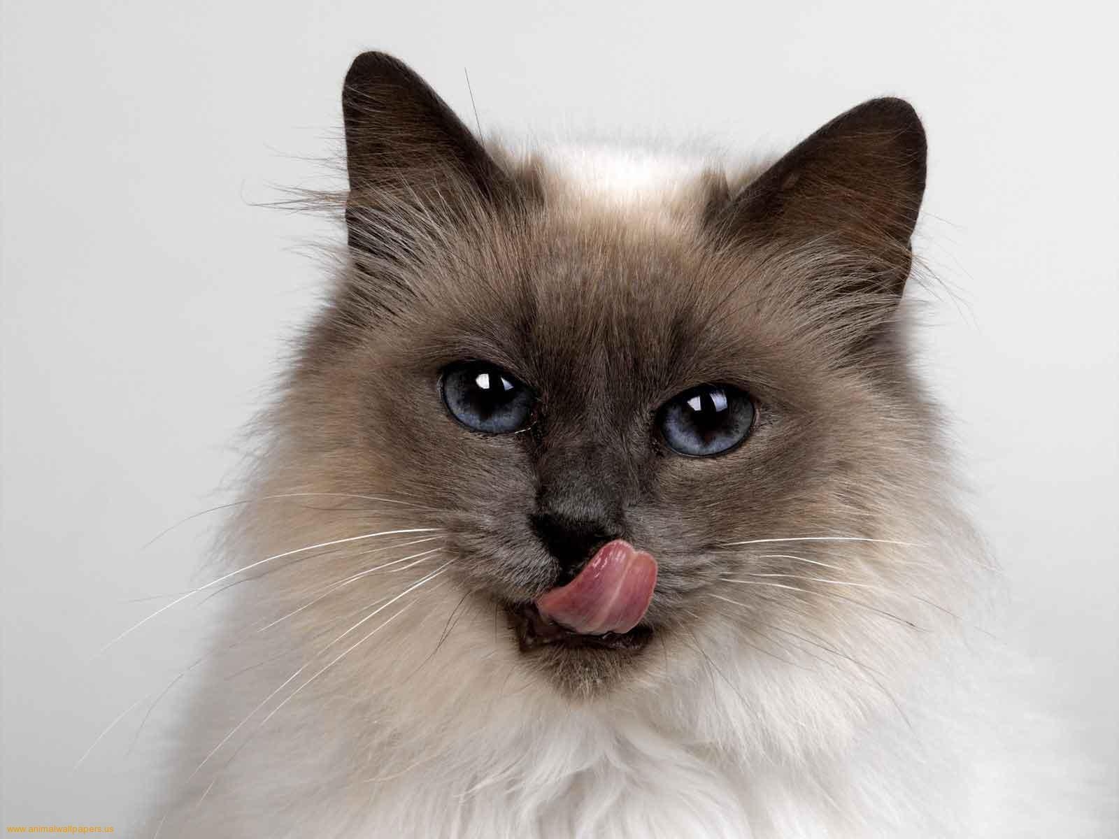 Fluffy Siamese Cat for 1600 x 1200 resolution