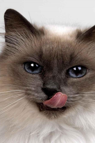 Fluffy Siamese Cat for 320 x 480 iPhone resolution