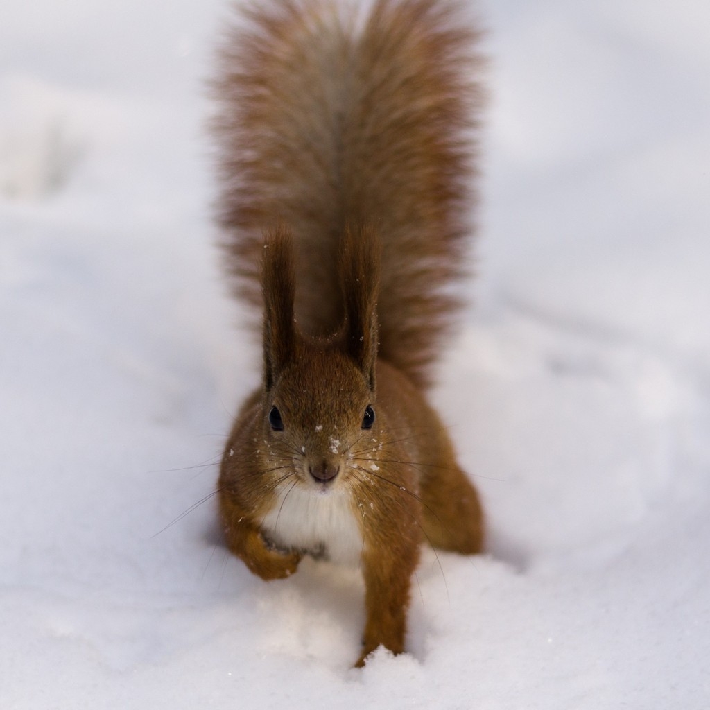 Fluffy Squirrel for 1024 x 1024 iPad resolution