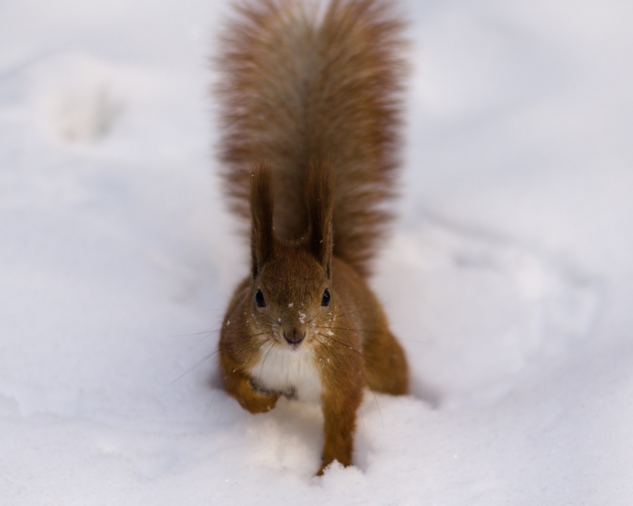Fluffy Squirrel for 1280 x 1024 resolution