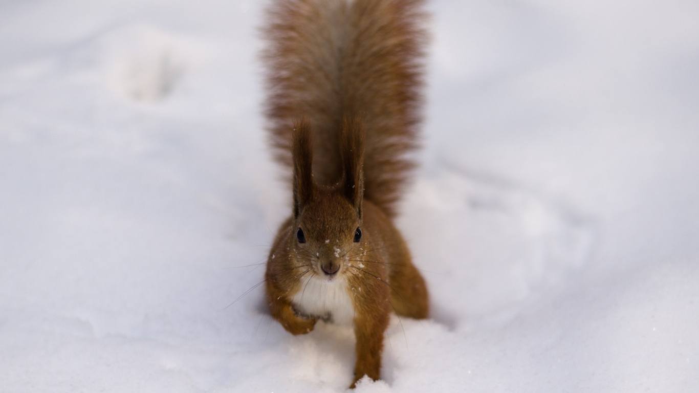 Fluffy Squirrel for 1366 x 768 HDTV resolution