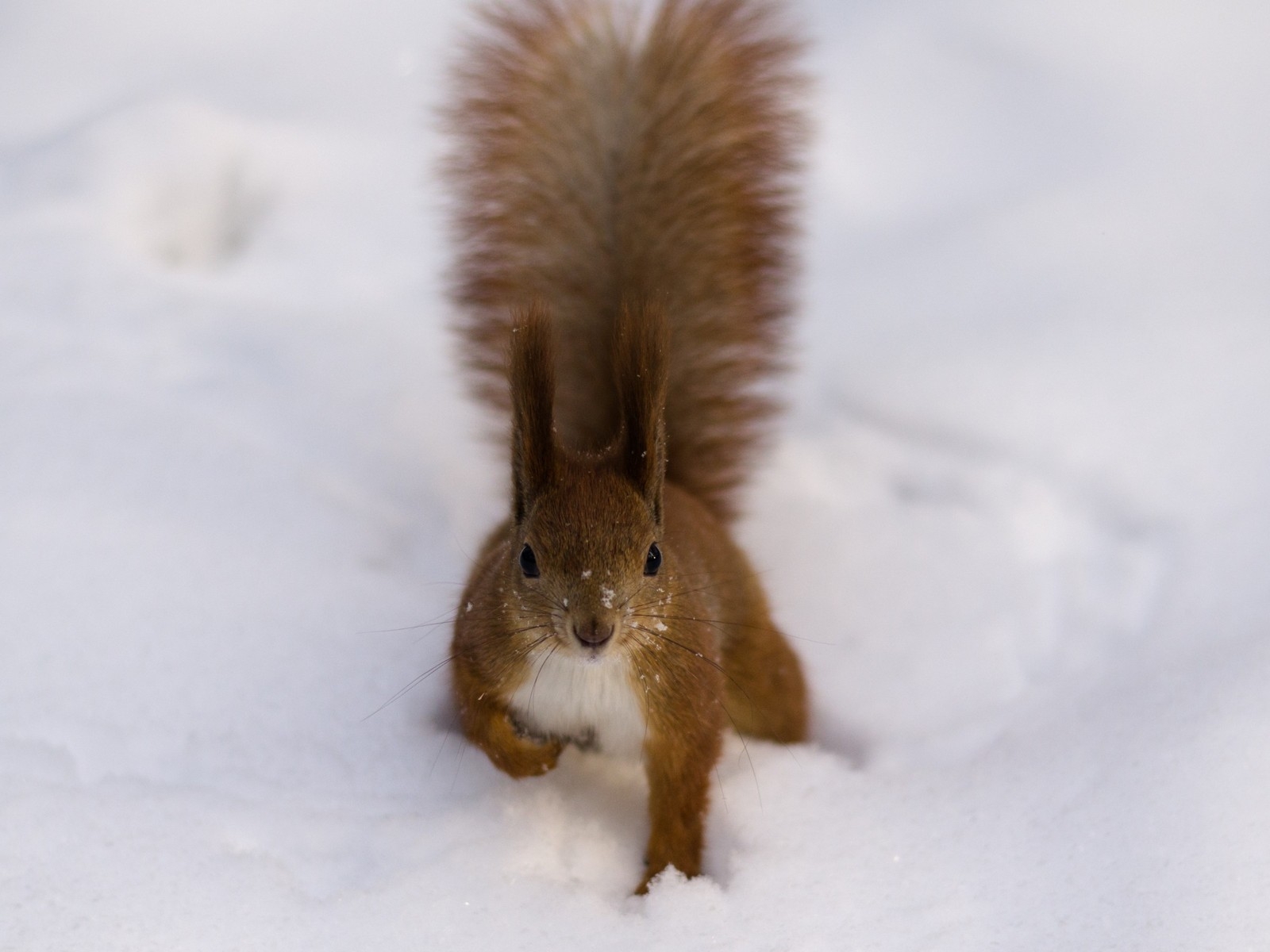 Fluffy Squirrel for 1600 x 1200 resolution