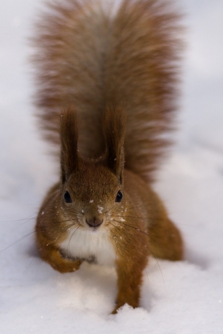 Fluffy Squirrel for 320 x 480 iPhone resolution