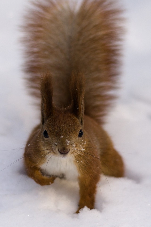 Fluffy Squirrel for 640 x 960 iPhone 4 resolution