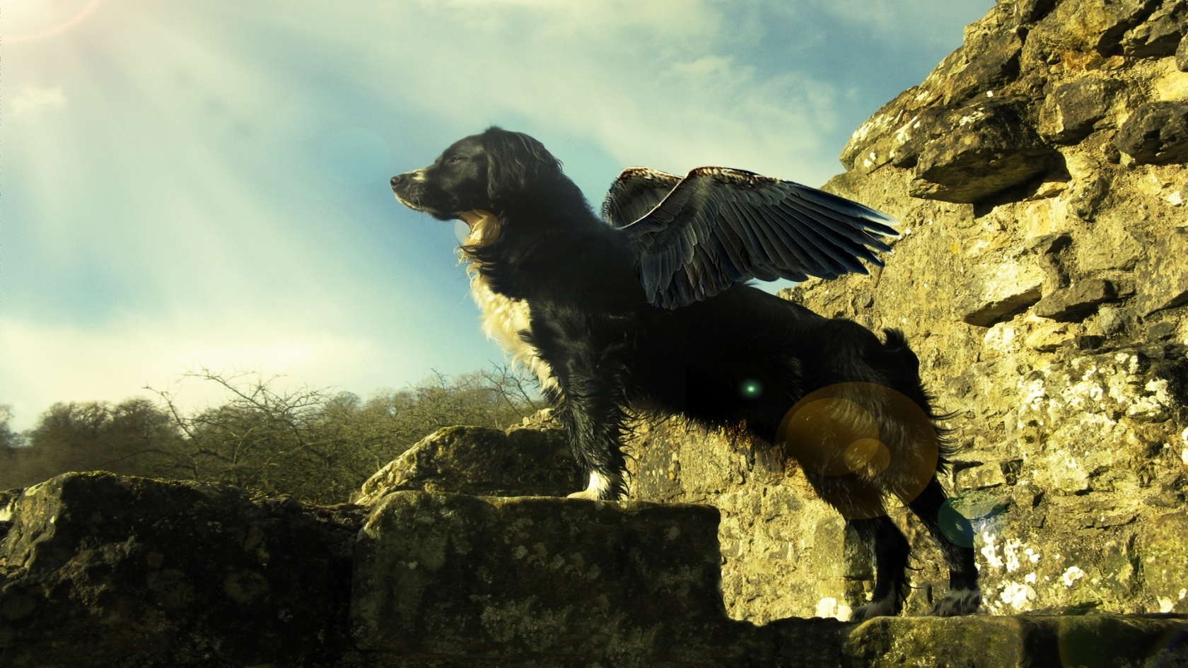 Flying dog for 1680 x 945 HDTV resolution