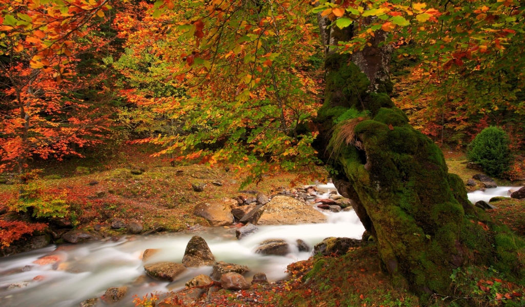 Forest Autumn Time for 1024 x 600 widescreen resolution