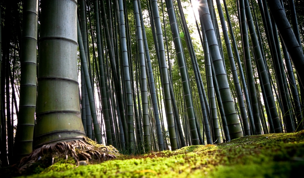 Forest Bamboo for 1024 x 600 widescreen resolution