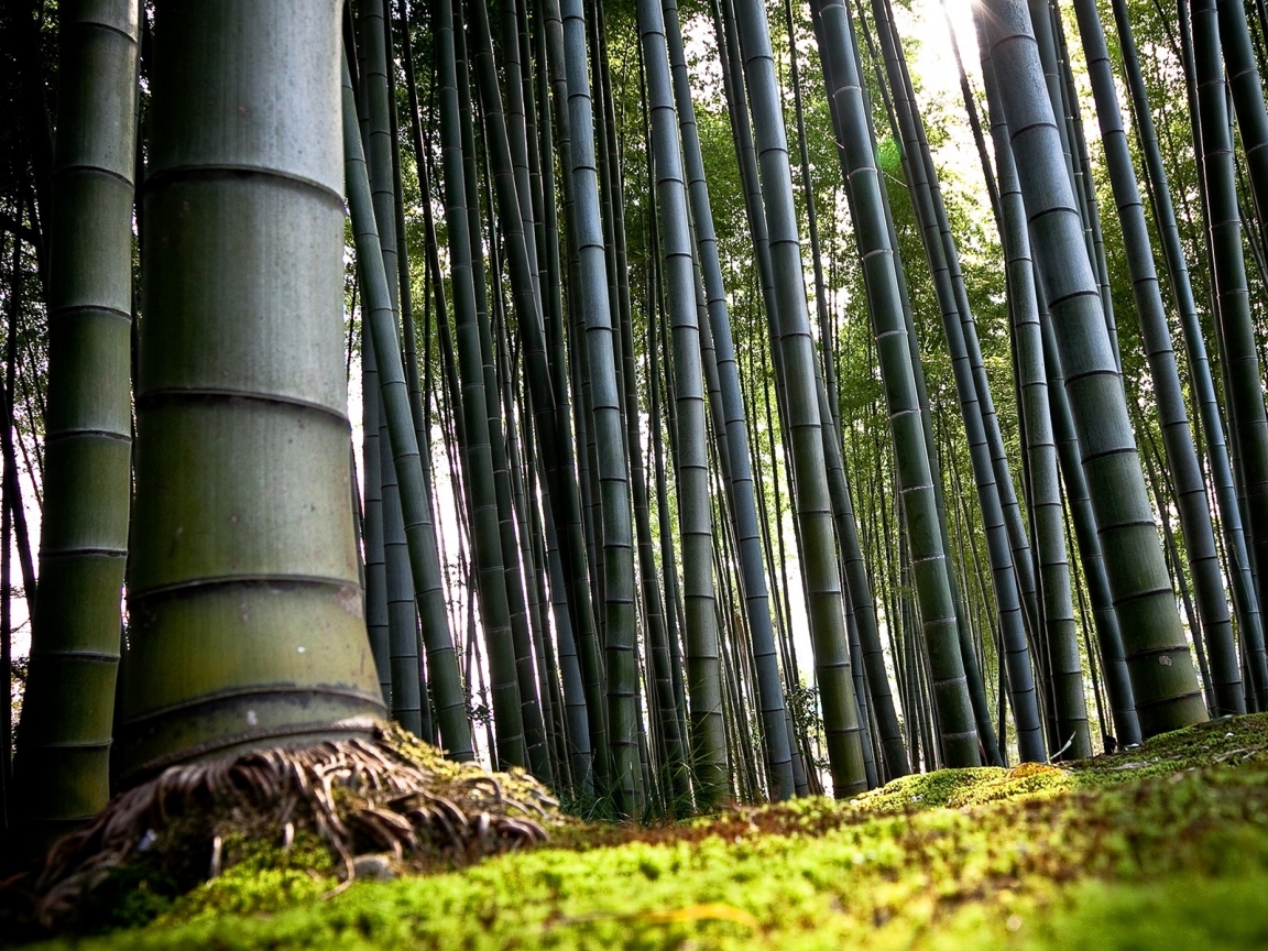 Forest Bamboo for 1152 x 864 resolution