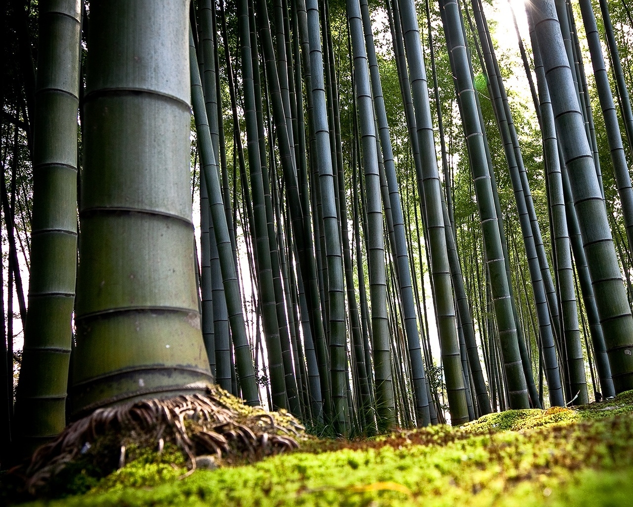 Forest Bamboo for 1280 x 1024 resolution