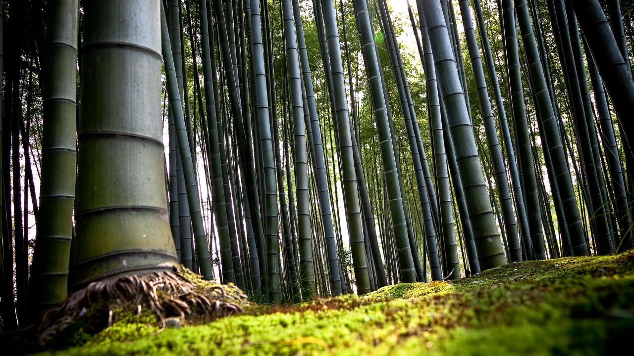 Forest Bamboo for 1280 x 720 HDTV 720p resolution