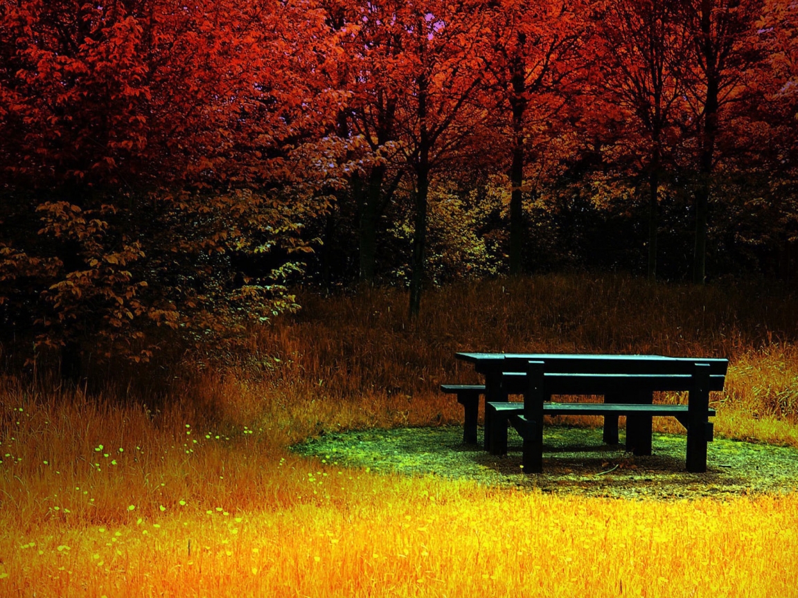 Forest Corner During Autumn for 1152 x 864 resolution