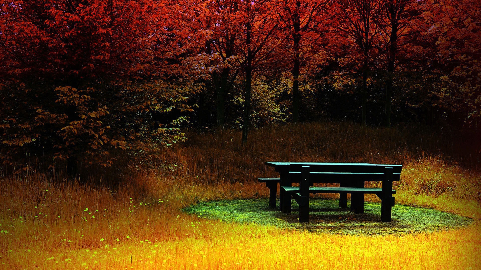 Forest Corner During Autumn for 1920 x 1080 HDTV 1080p resolution