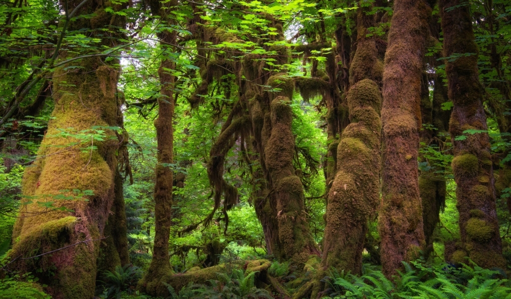 Forest Moss for 1024 x 600 widescreen resolution