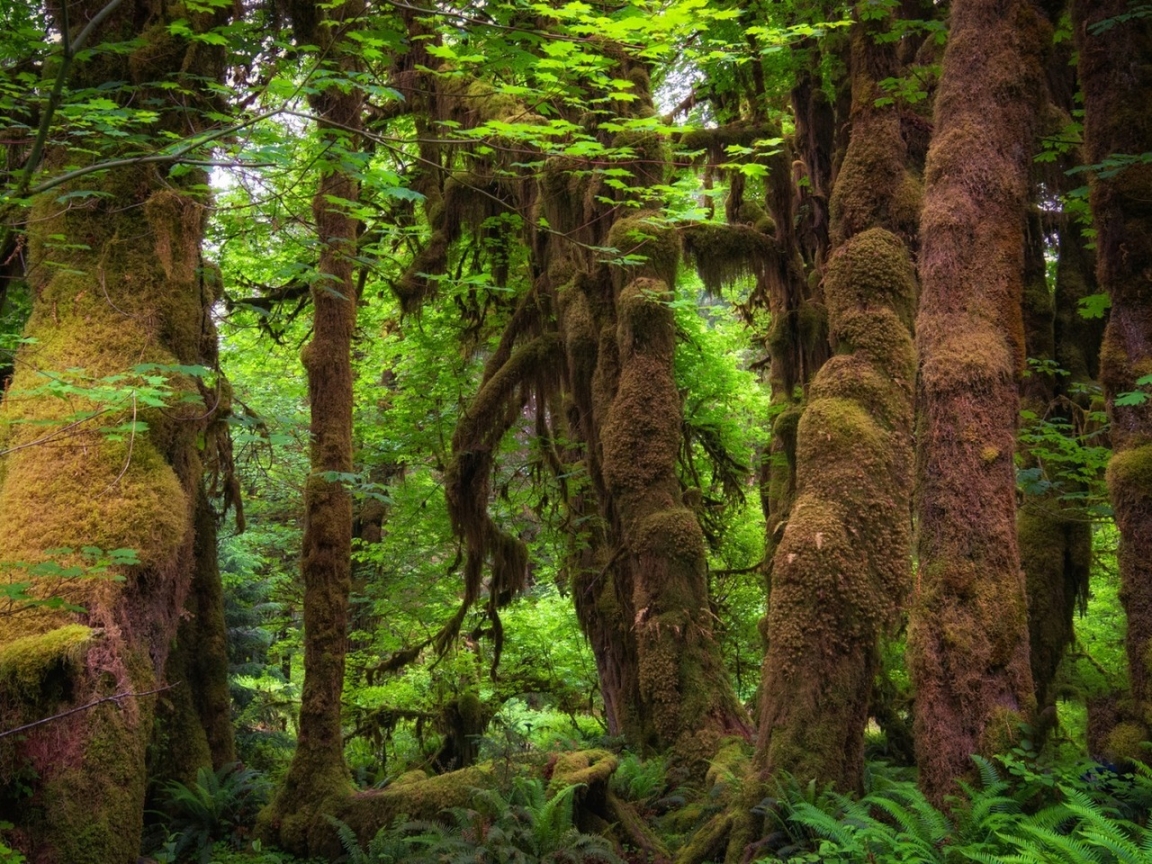 Forest Moss for 1152 x 864 resolution