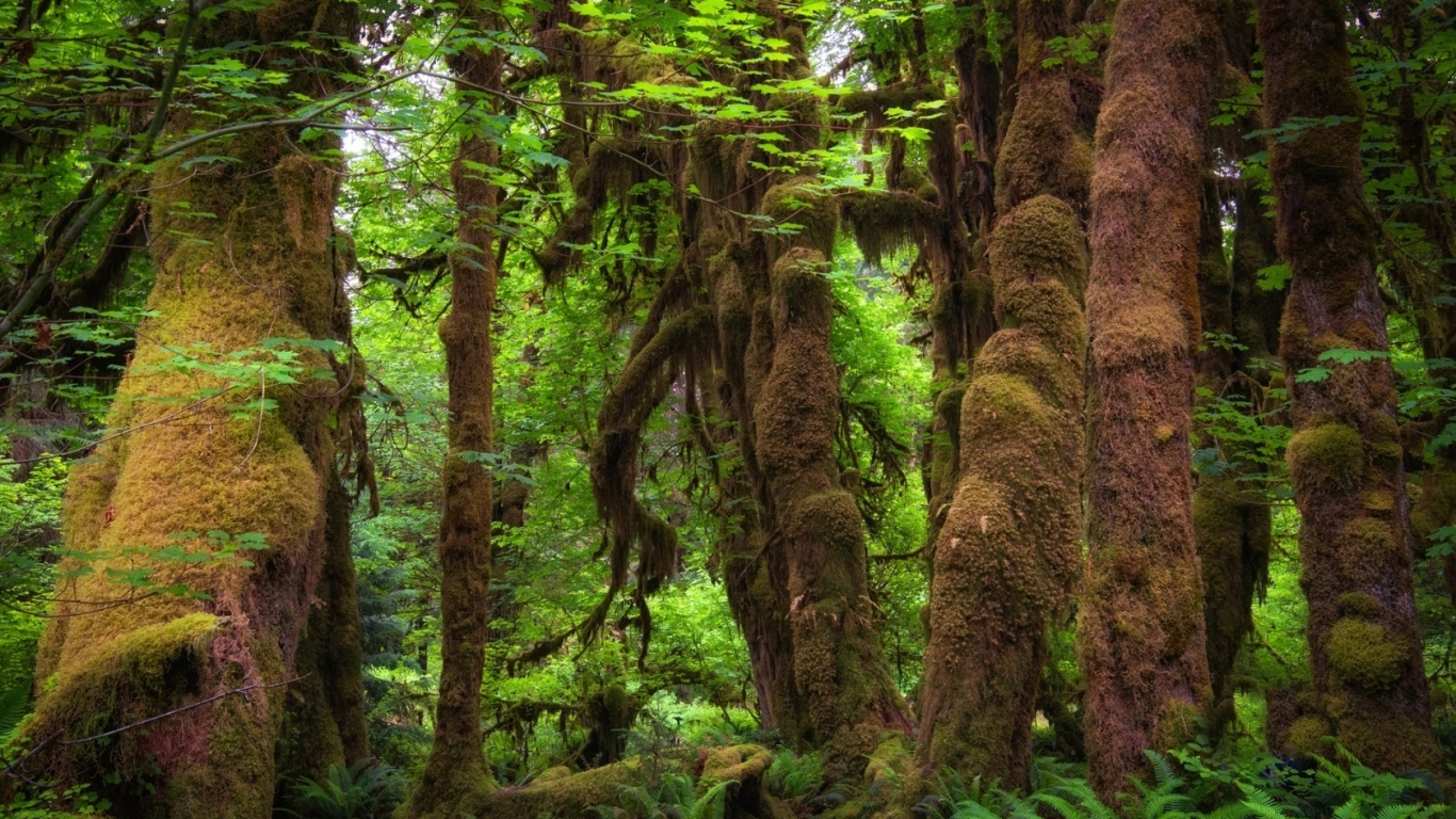 Forest Moss for 1366 x 768 HDTV resolution