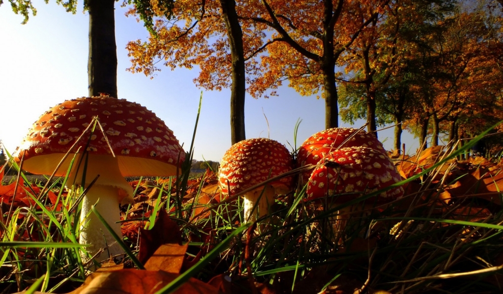 Forest Mushrooms for 1024 x 600 widescreen resolution