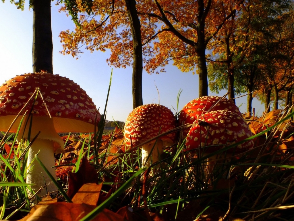 Forest Mushrooms for 1024 x 768 resolution