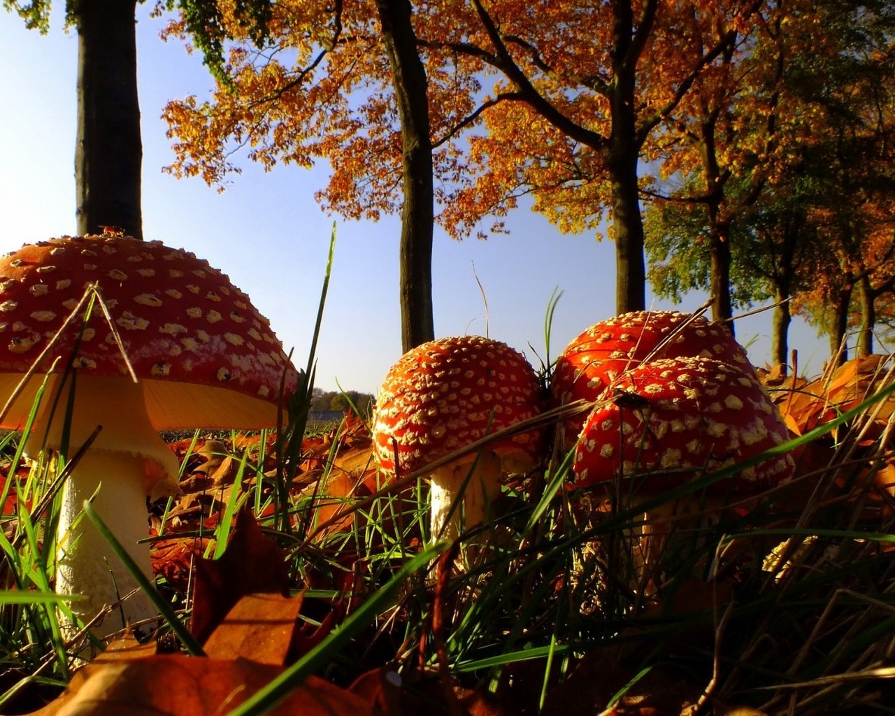 Forest Mushrooms for 1280 x 1024 resolution