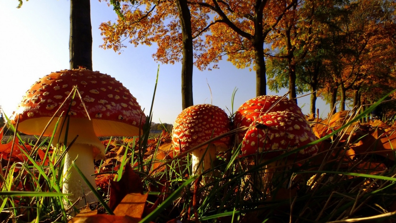 Forest Mushrooms for 1366 x 768 HDTV resolution