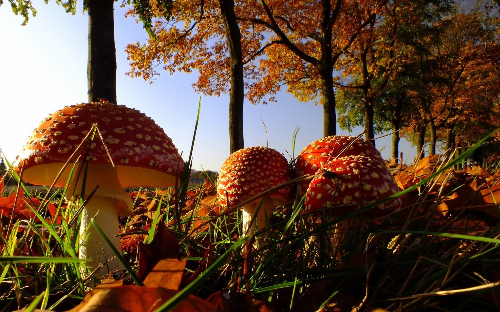 Forest Mushrooms for 1680 x 1050 widescreen resolution