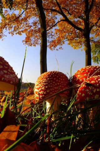 Forest Mushrooms for 320 x 480 iPhone resolution