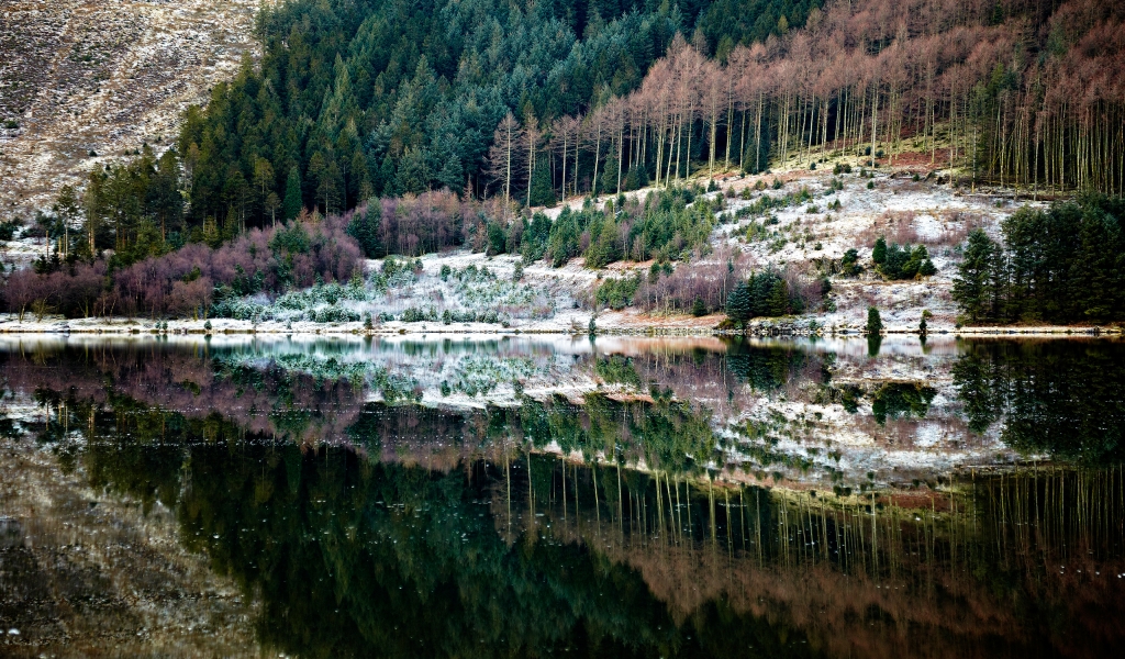 Forest Reflection for 1024 x 600 widescreen resolution