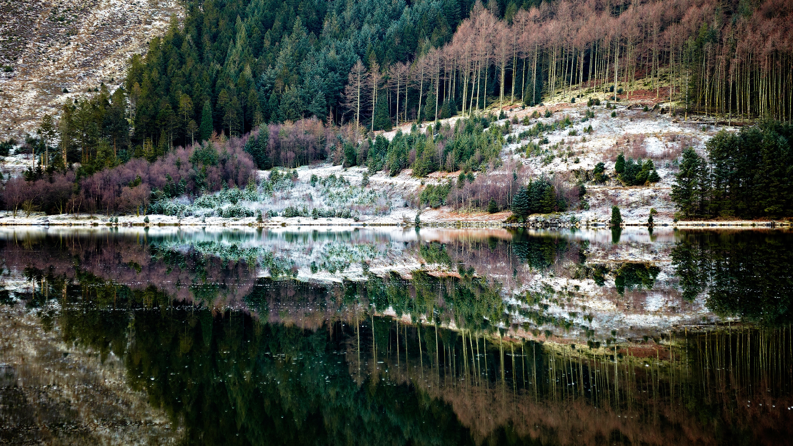 Forest Reflection for 2560x1440 HDTV resolution