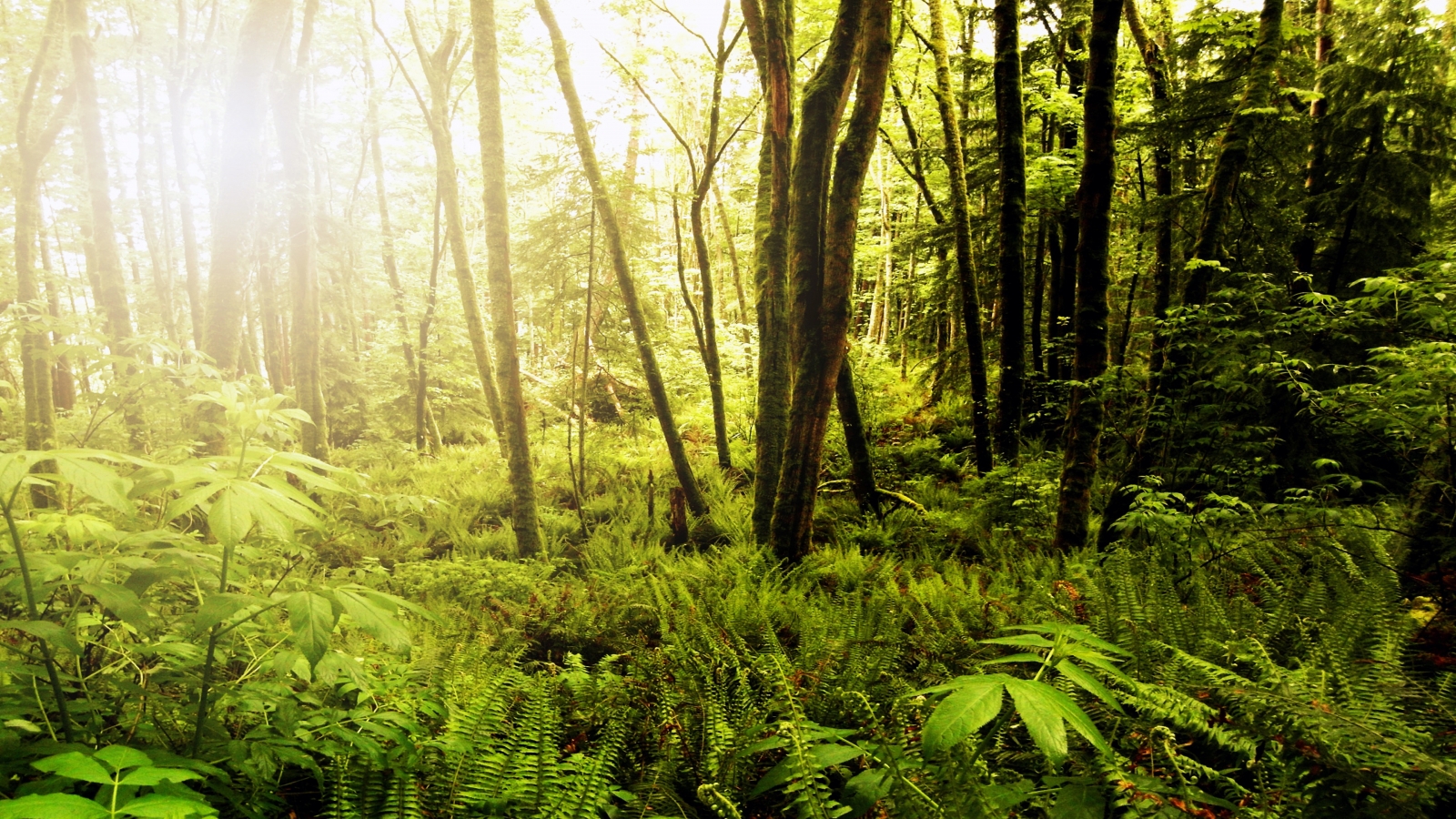 Forests of Northwest Washington for 1600 x 900 HDTV resolution